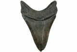 Serrated, Fossil Megalodon Tooth - South Carolina #208588-1